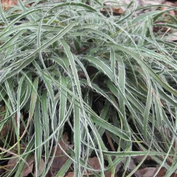 LUZULA nivea Lucius
