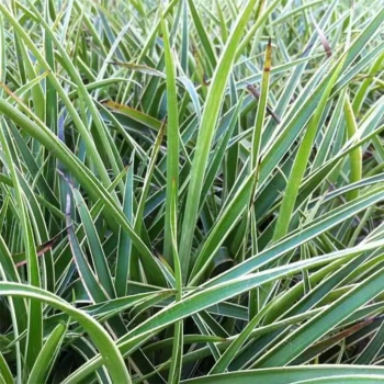 LUZULA sylvatica