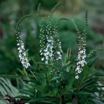 LYSIMACHIA punctata