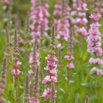 LYTHRUM salicaria Robin