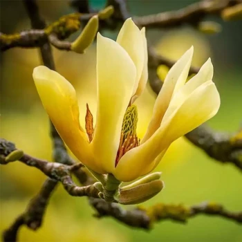 MAGNOLIA acuminata Butterflies
