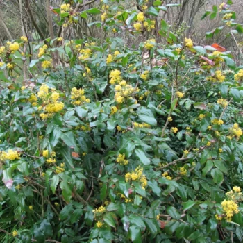 MAHONIA aquifolium