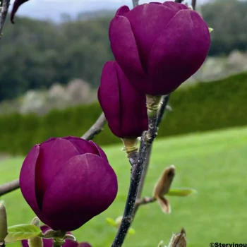 MAGNOLIA x Black Tulip