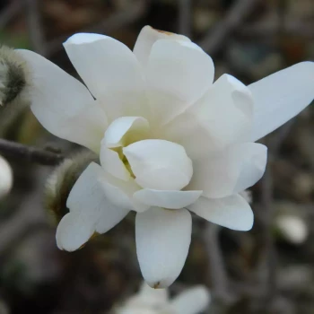 MAGNOLIA denudata Festirose