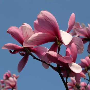 MAGNOLIA x Galaxy