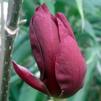 MAGNOLIA x Genie