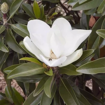 MAGNOLIA grandiflora Alta