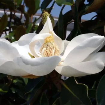 MAGNOLIA grandiflora Little Gem