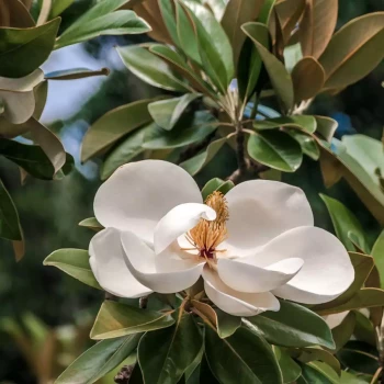 MAGNOLIA grandiflora Mont Blanc