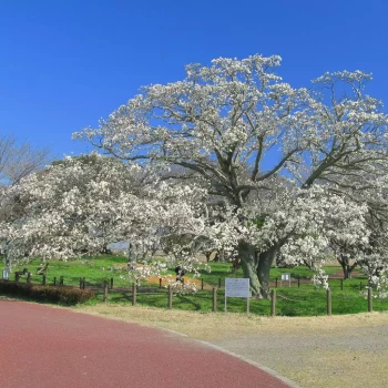 MAGNOLIA kobus