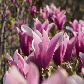 MAGNOLIA liliiflora Nigra