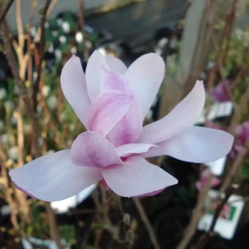 MAGNOLIA x loebneri Leonard Messel
