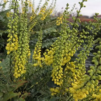 MAHONIA x media Winter Sun