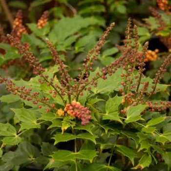 MAHONIA nitens Cabaret