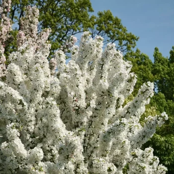 MALUS x Perpetu Evereste