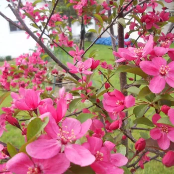 MALUS x Prairie Fire