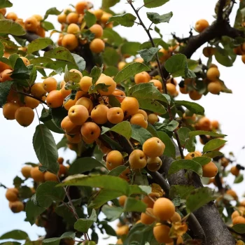 MALUS x robusta Yellow Siberian