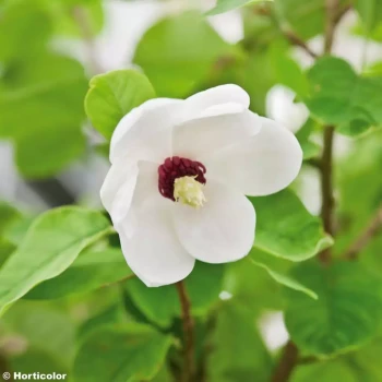 MAGNOLIA sieboldii