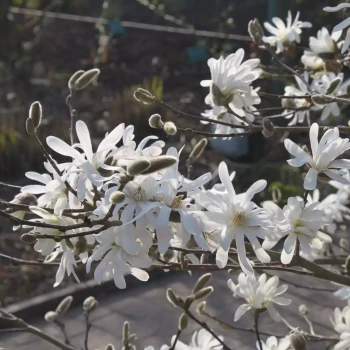 MAGNOLIA stellata Waterlily