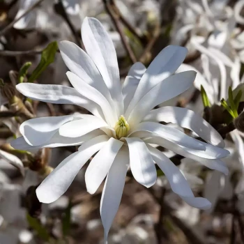 MAGNOLIA stellata