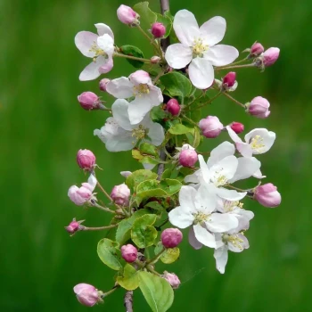 MALUS sylvestris
