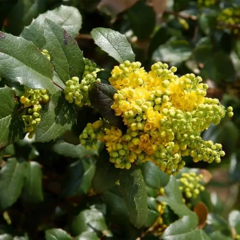 MAHONIA x wagneri Pinnacle