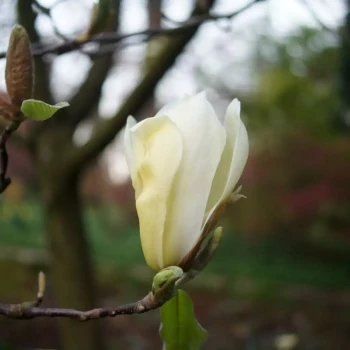MAGNOLIA x Yellow Lantern