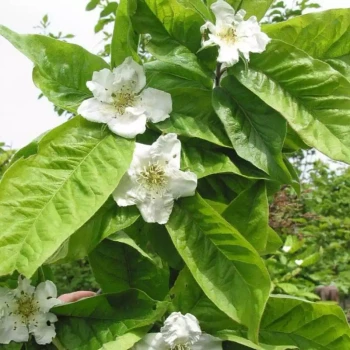 MESPILUS germanica