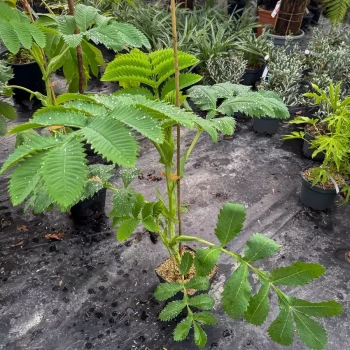 MELIANTHUS major