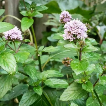 MENTHA x piperita