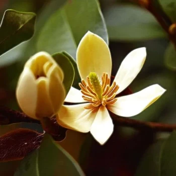 MAGNOLIA figo