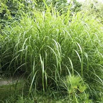 MISCANTHUS floridulus