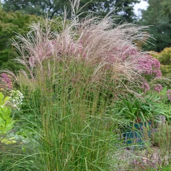 MISCANTHUS sinensis Flamingo