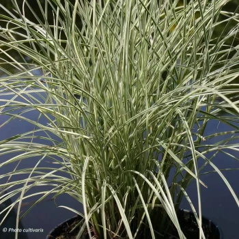 MISCANTHUS sinensis Morning Light