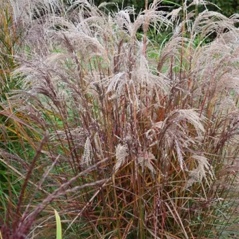MISCANTHUS sinensis Silberfeder