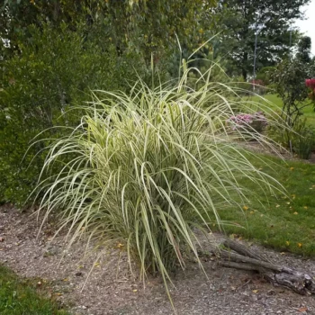 MISCANTHUS sinensis Variegatus