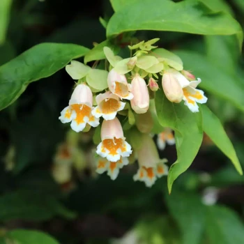 MICHELIA yunnanensis