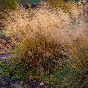 MOLINIA caerulea Heidebraut
