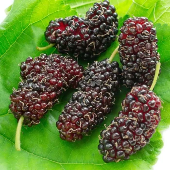 MORUS rotundifolia Mojo Berry