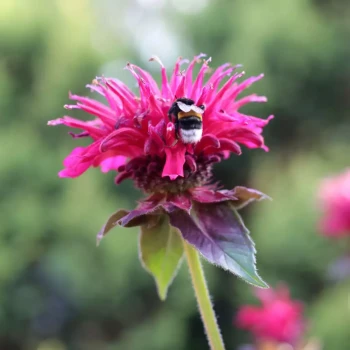 MONARDA x Mahogany