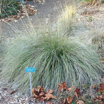 MUHLENBERGIA capillaris Ruby
