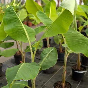 MUSA himalayensis Speciosa