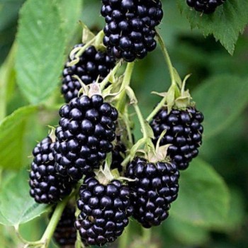 RUBUS fruticosus Loch Ness