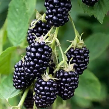 RUBUS fruticosus Loch Ness