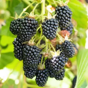 RUBUS fruticosus Oregon