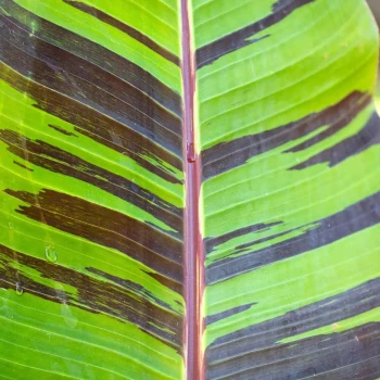MUSA sikkimensis Red Tiger