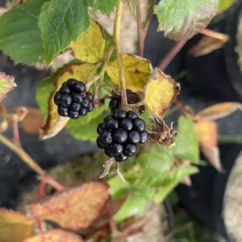RUBUS fruticosus Tayberry