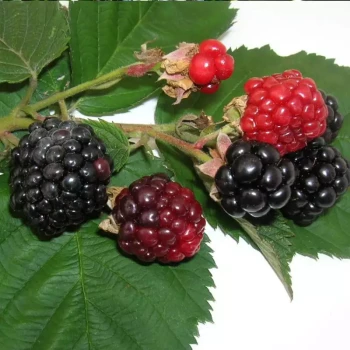 RUBUS fruticosus Triple Crown