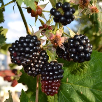 RUBUS fruticosus Dirksen