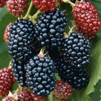 RUBUS fruticosus Jumbo